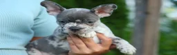 Frenchton dogs for sale: MINDY - Ad 15