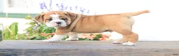 Beabull dogs for sale: Lion - Ad 5