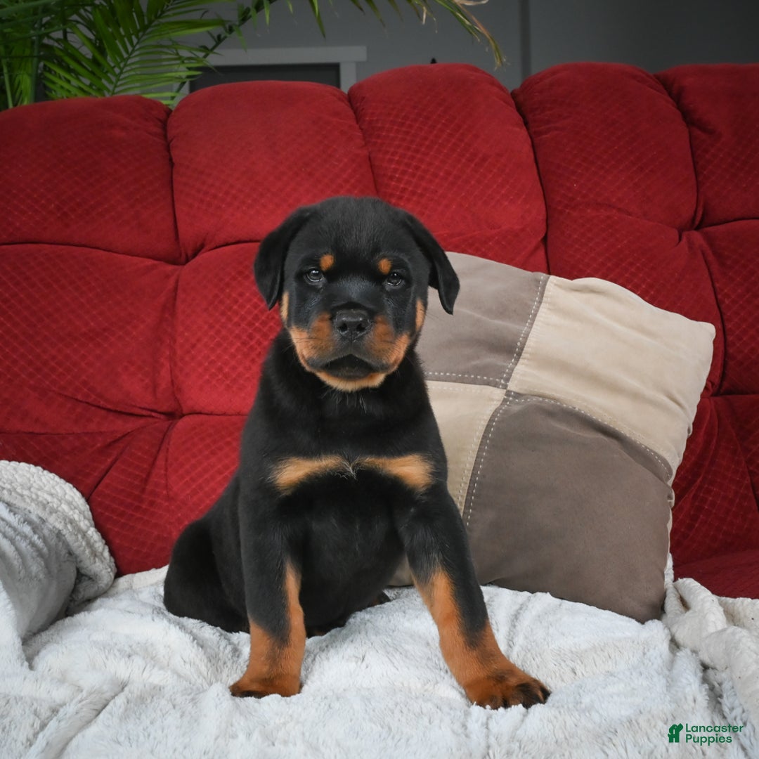 Rottweiler dogs for sale: Griffin / Mocha – Santos Ad-Dirah - Ad 4
