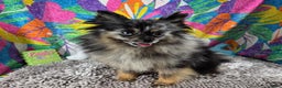 Pomeranian dogs for sale: Pomeranian Puppy 2 - Ad 4