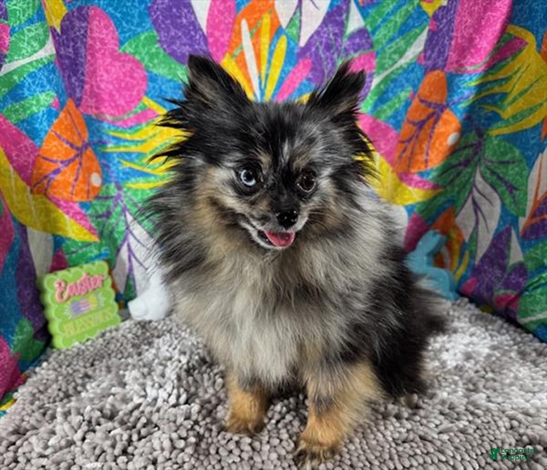 Pomeranian dogs for sale: Pomeranian Puppy 2 - Ad 4