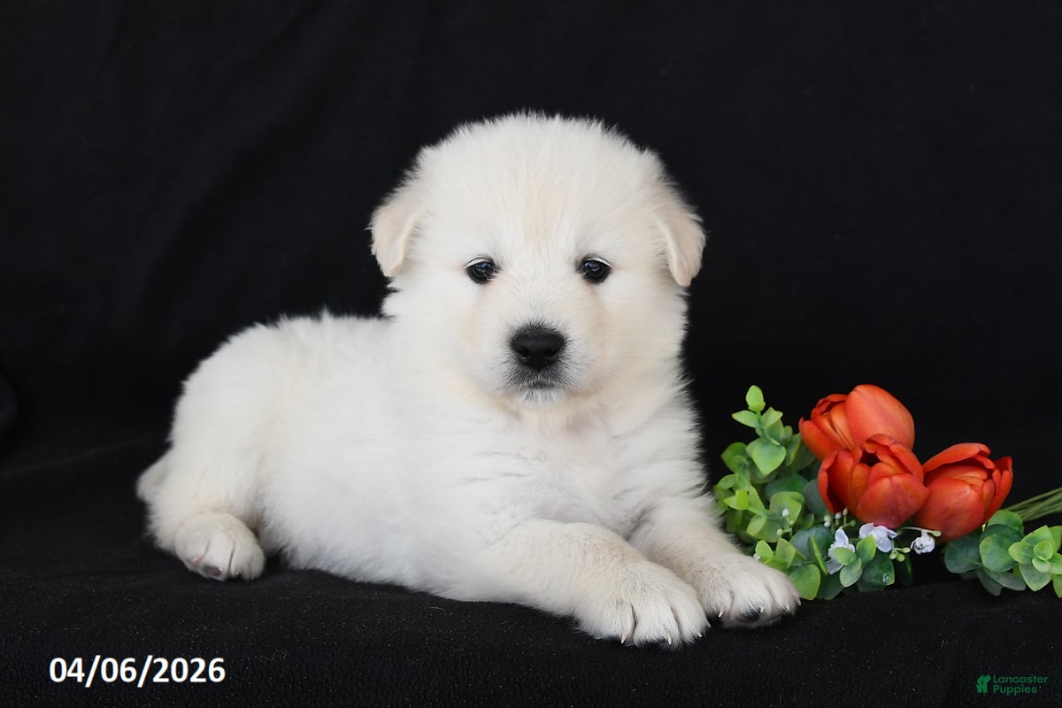 Golden Retriever dogs Rose - Ad 1