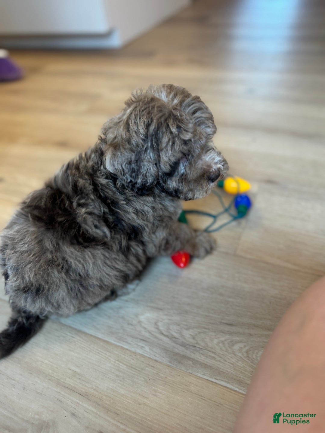 Mini Goldendoodle dogs for sale: Charlie - Ad 3