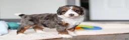 Mini Bernedoodle dogs for sale: Danica - Ad 6