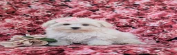 Maltese dogs for sale: Josalyn 7 lbs Full Grown - Ad 1
