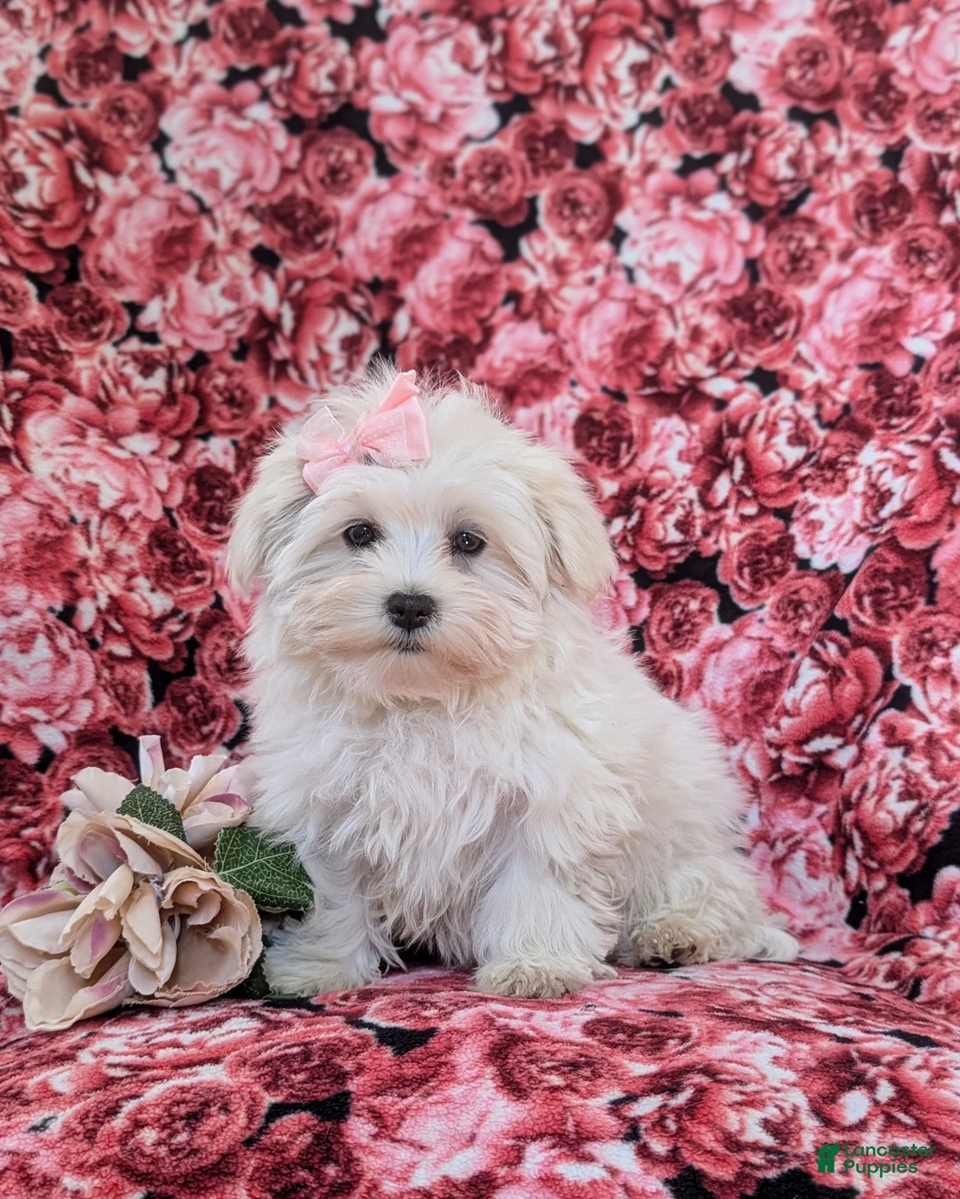 Maltese dogs for sale: Josalyn 7 lbs Full Grown - Ad 1
