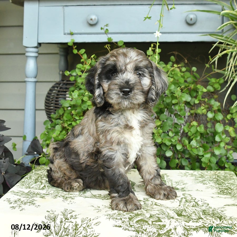 Cockapoo dogs Buster - Ad 1