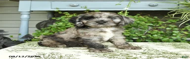 Buster