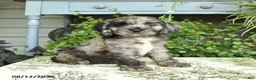 Cockapoo dogs for sale: Buster - Ad 1