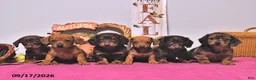 Dachshund dogs for sale: Mae  - Ad 5