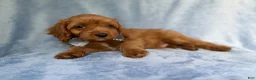 Cavapoo dogs for sale: Moose - Ad 5