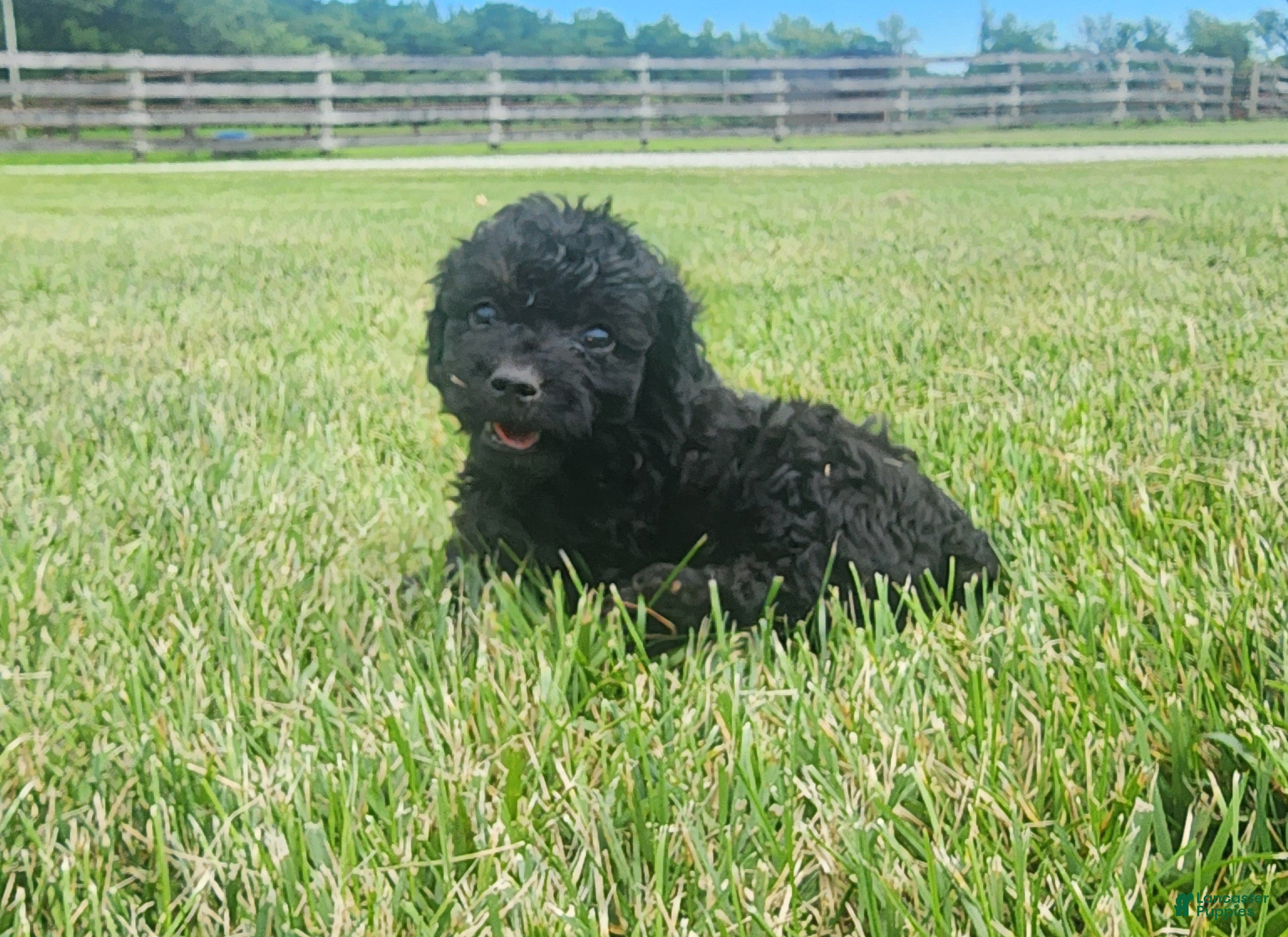 Mini Goldendoodle dogs for sale: Kacey - Ad 1