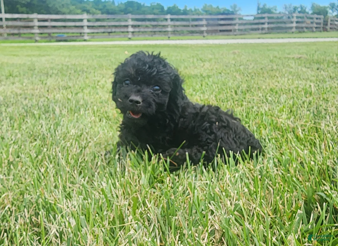 Mini Goldendoodle dogs for sale: Kacey - Ad 1