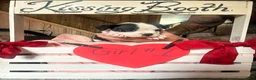 Olde English Bulldogge dogs for sale: Olde English Bulldogge 1 - Ad 14