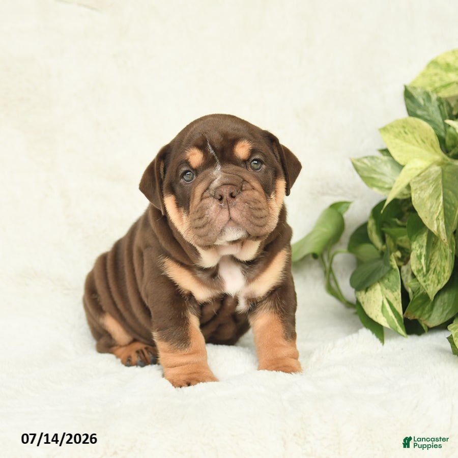 English Bulldog dogs Teeka - Ad 1