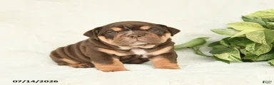 Teeka