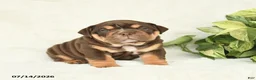 English Bulldog dogs for sale: Teeka - Ad 1