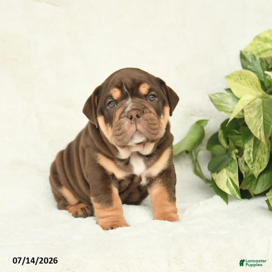 English Bulldog dogs for sale: Teeka - Ad 1