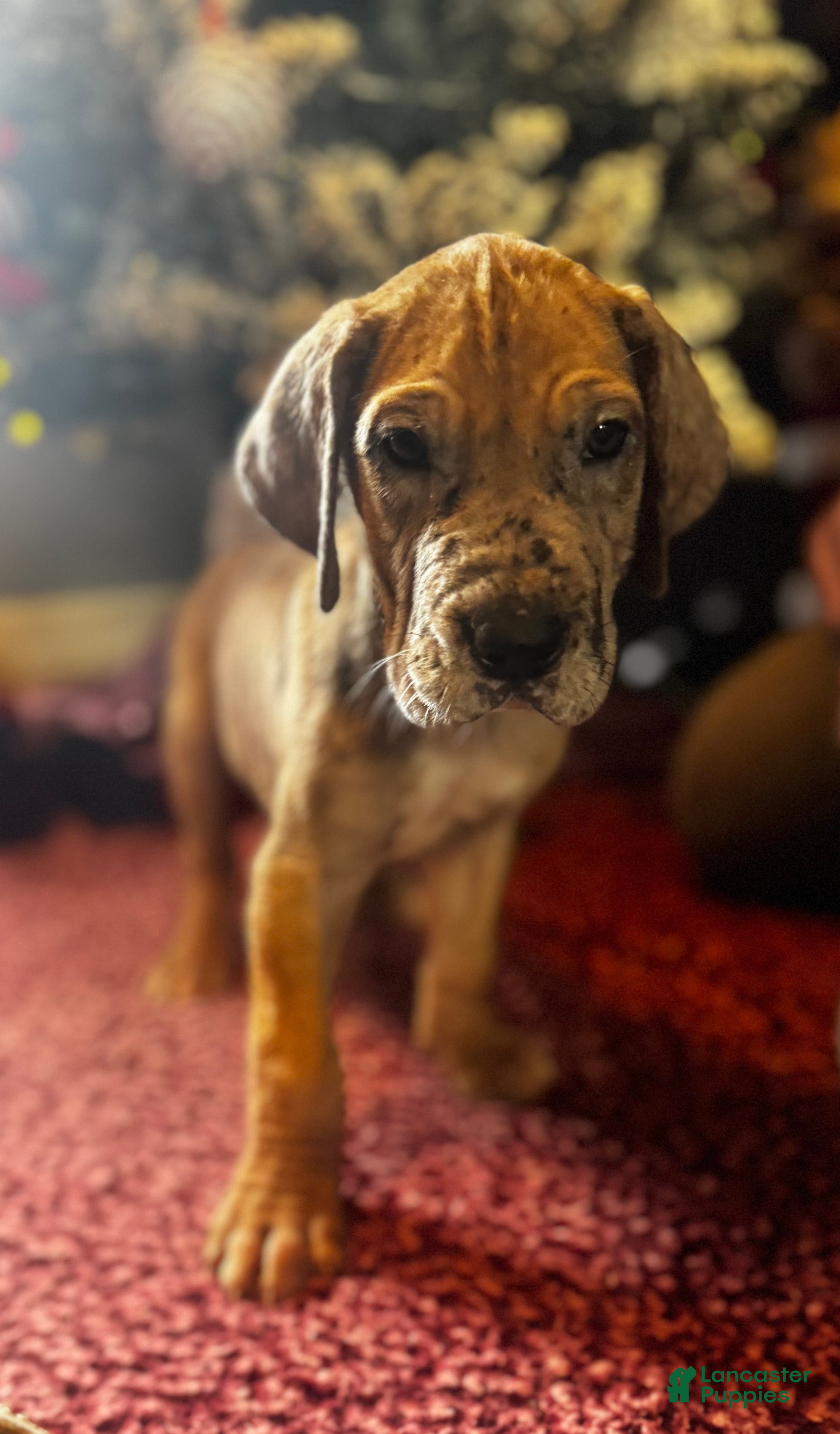 Great Dane dogs Skeeter - Ad 21