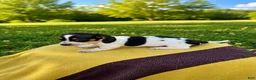 Dachshund dogs for sale: Dylan - Ad 4