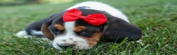Beagle dogs for sale: Chip🐶 - Ad 12