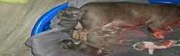 American Bully dogs for sale: American Bully 3 - Ad 3