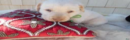 Labrador Retriever dogs for sale: Labrador Retriever 6 Brinkley - Ad 1