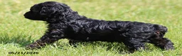 Miniature Poodle dogs for sale: Madison - Ad 3