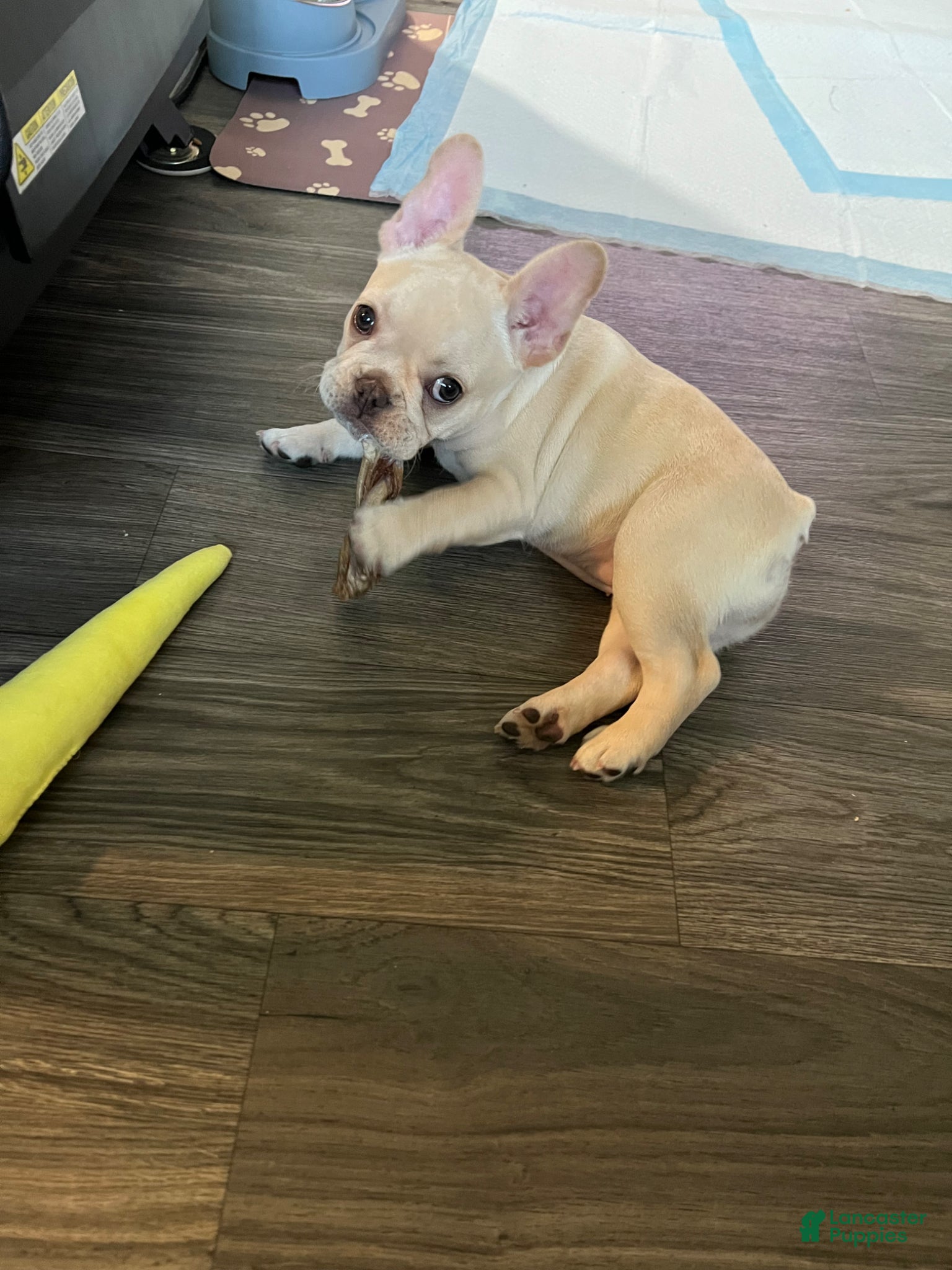 French Bulldog dogs for sale: French Bulldog Puppy 1 - Ad 1