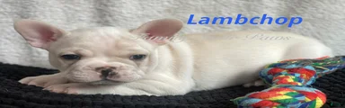 Lambchop