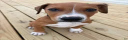 Mixed Breed dogs for sale: Butch - Ad 5