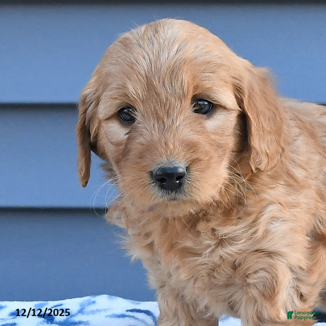 Goldendoodle dogs for sale: Brianna - Ad 3