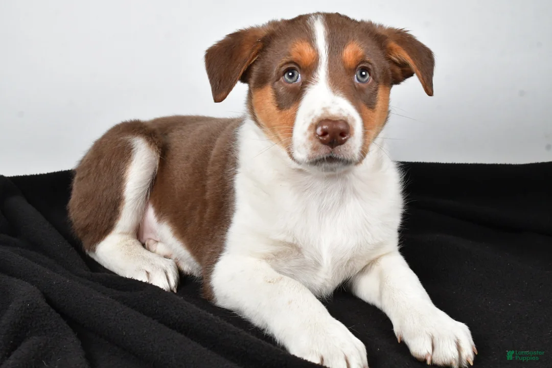 Mixed Breed dogs for sale: Kate - Ad 8