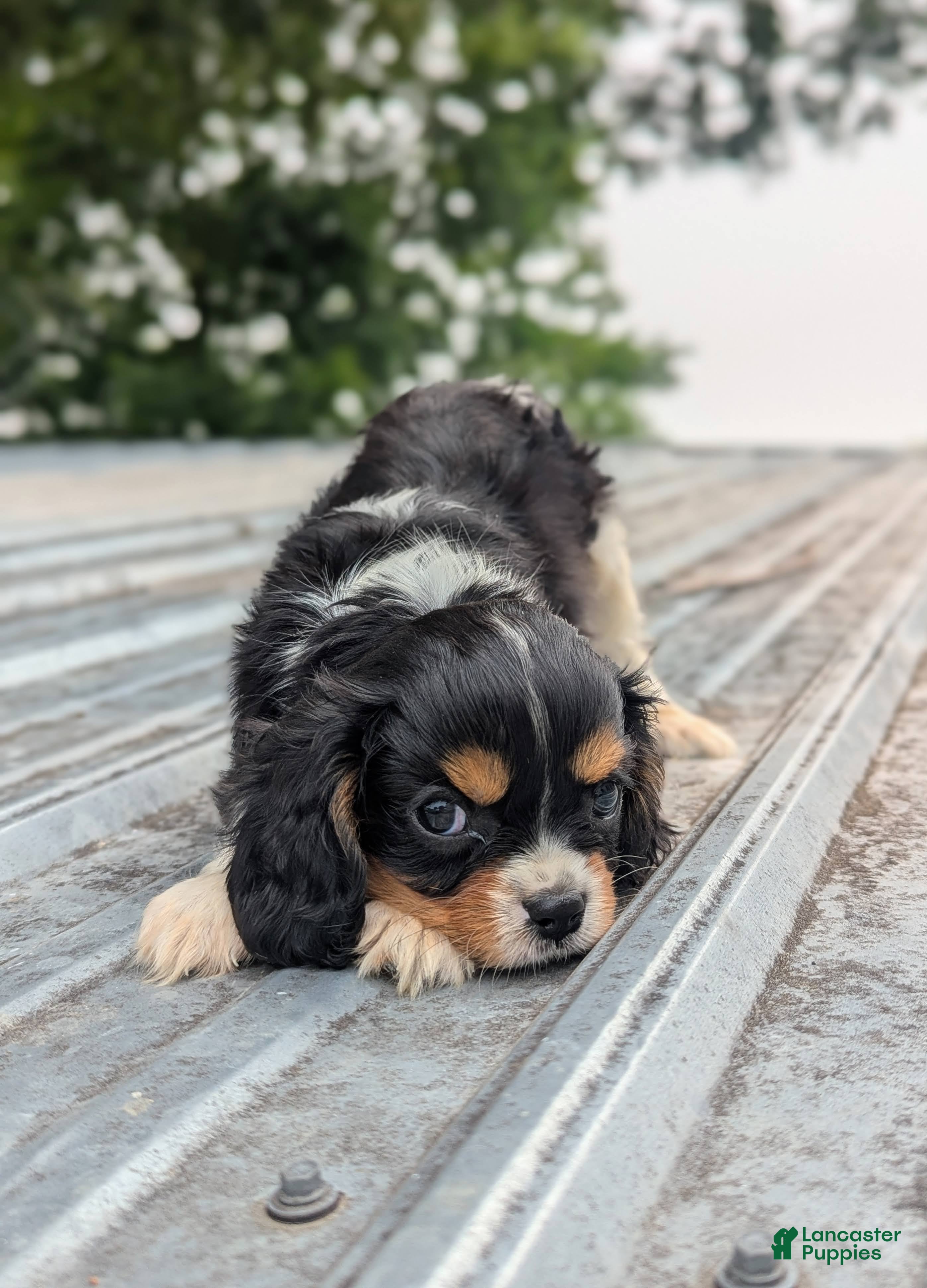 Cavalier King Charles Spaniel dogs Roger - Ad 2