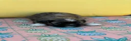 Shih Tzu dogs for sale: Pooh - Ad 3