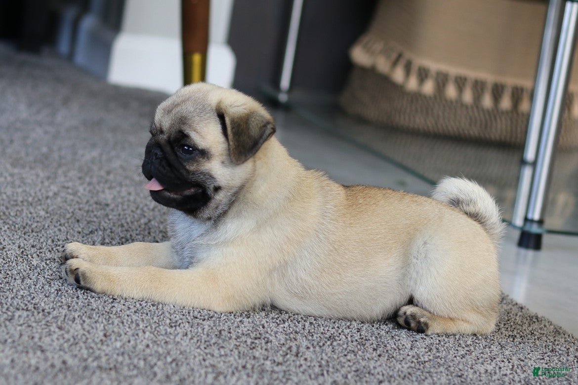 Pug dogs Champion Polly - Ad 2