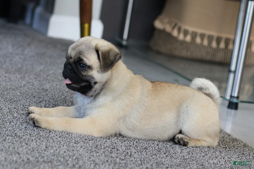 Pug dogs for sale: Champion Polly - Ad 2