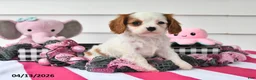 Cavalier King Charles Spaniel dogs for sale: Mindy - Ad 5