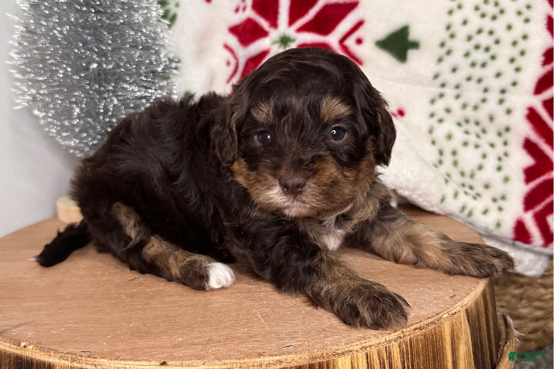 Cavapoo dogs for sale: Tinsel - Ad 2