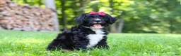 Bernedoodle dogs for sale: Pumpkin - Ad 4