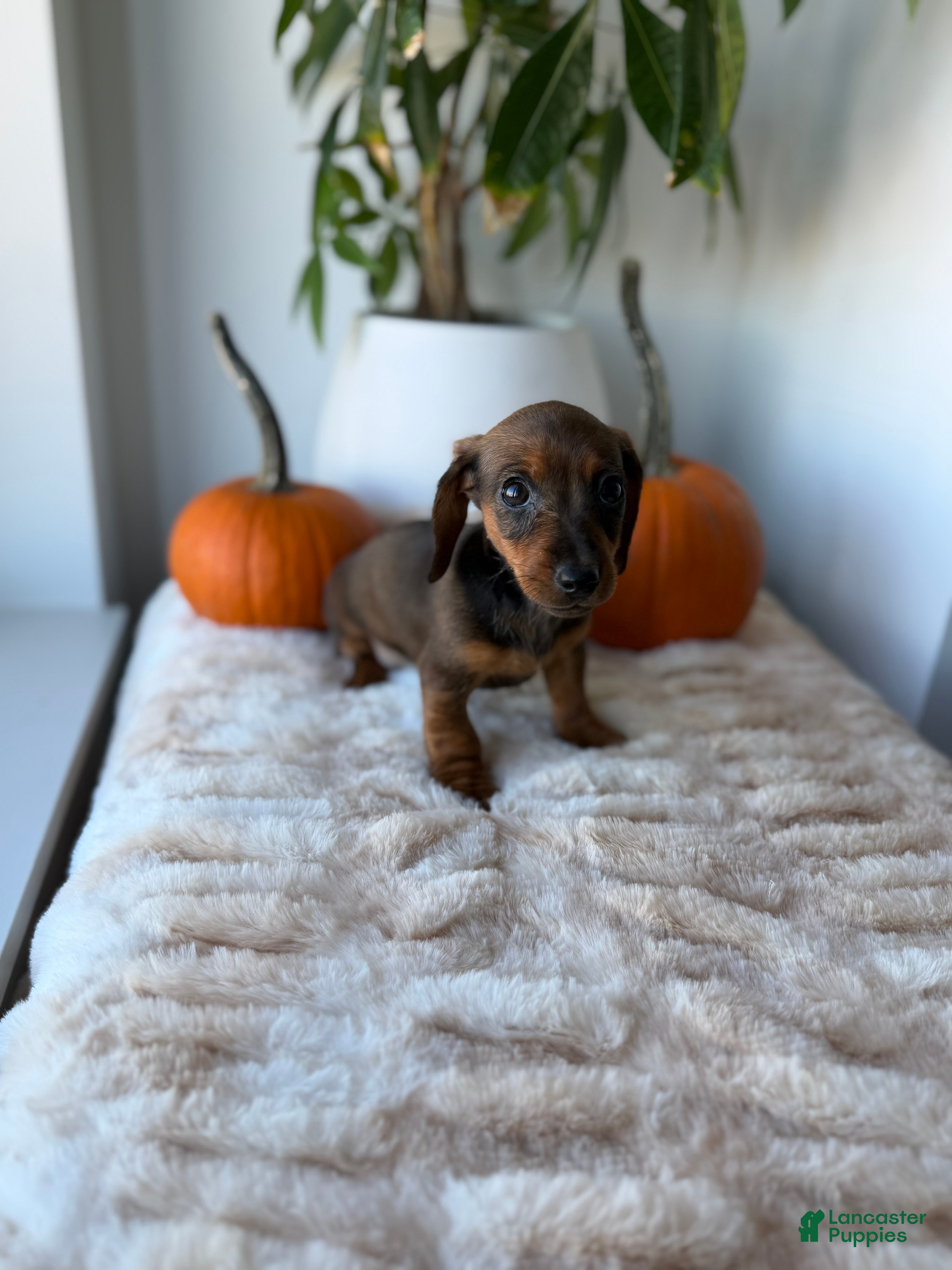 Miniature Dachshund dogs for sale: Cindy - Ad 2