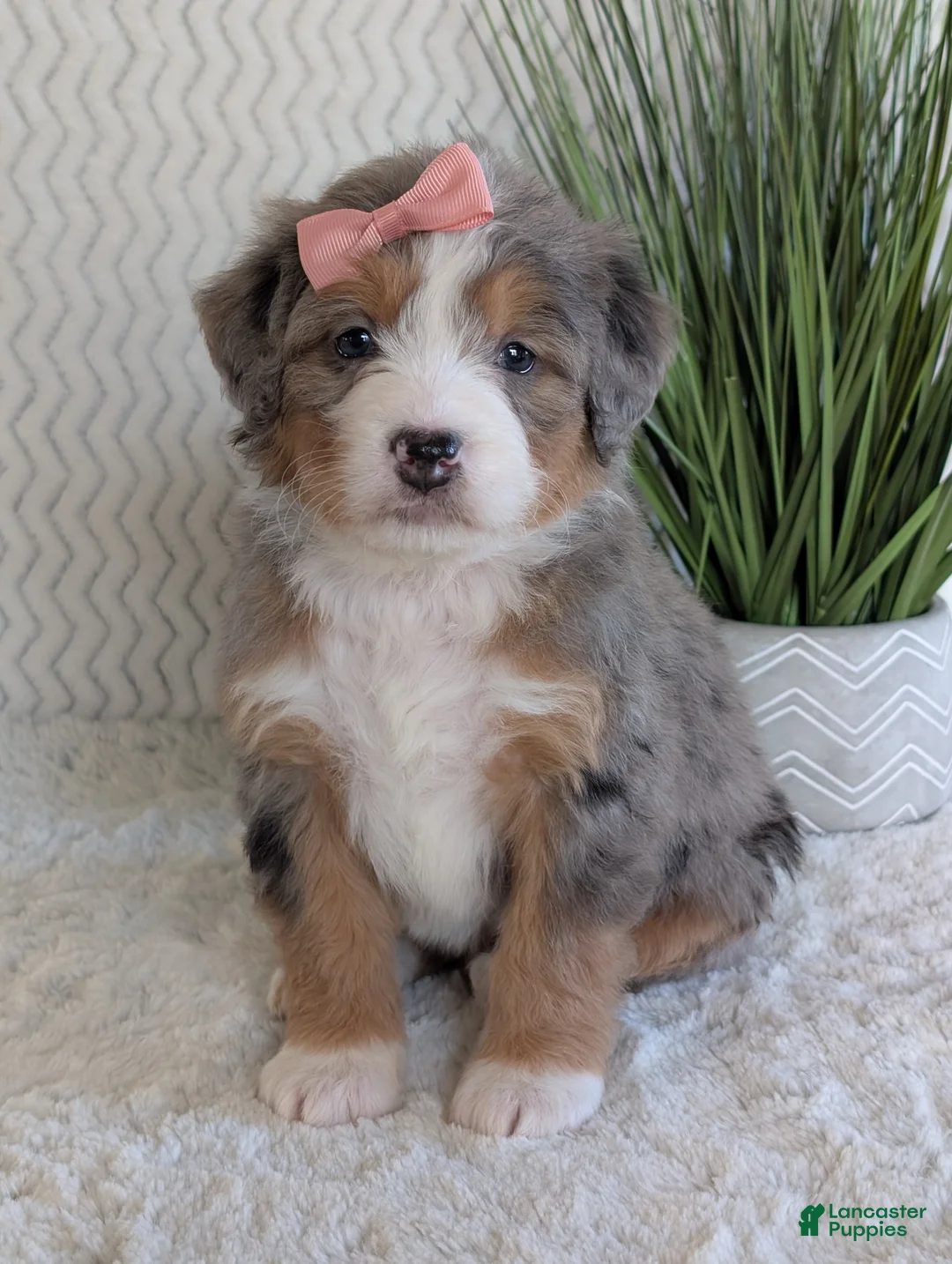 Mini Bernedoodle dogs for sale: Mini Indy  - Ad 14
