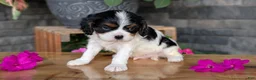 Cavalier King Charles Spaniel dogs for sale: Lance - Ad 2