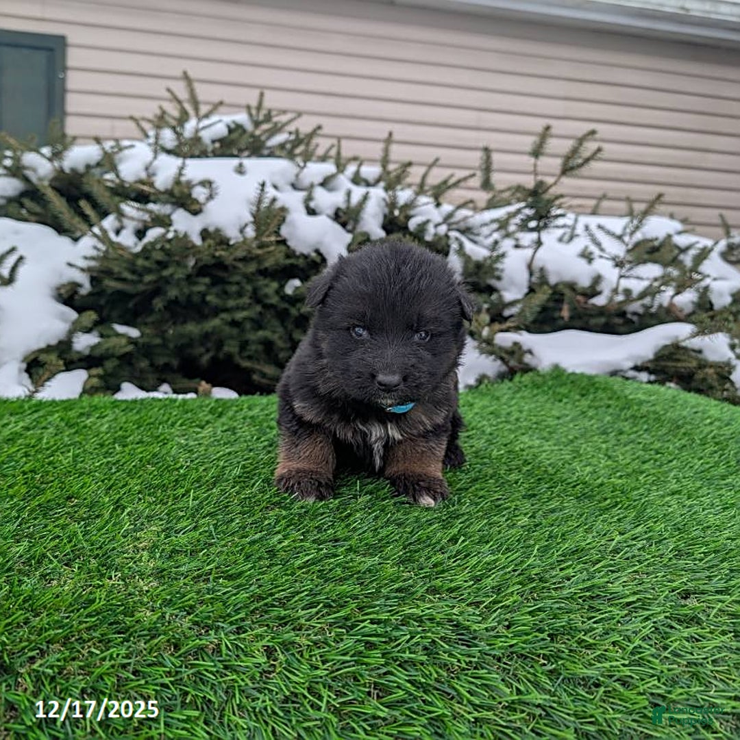 German Shepherd dogs for sale: Mason - Ad 4