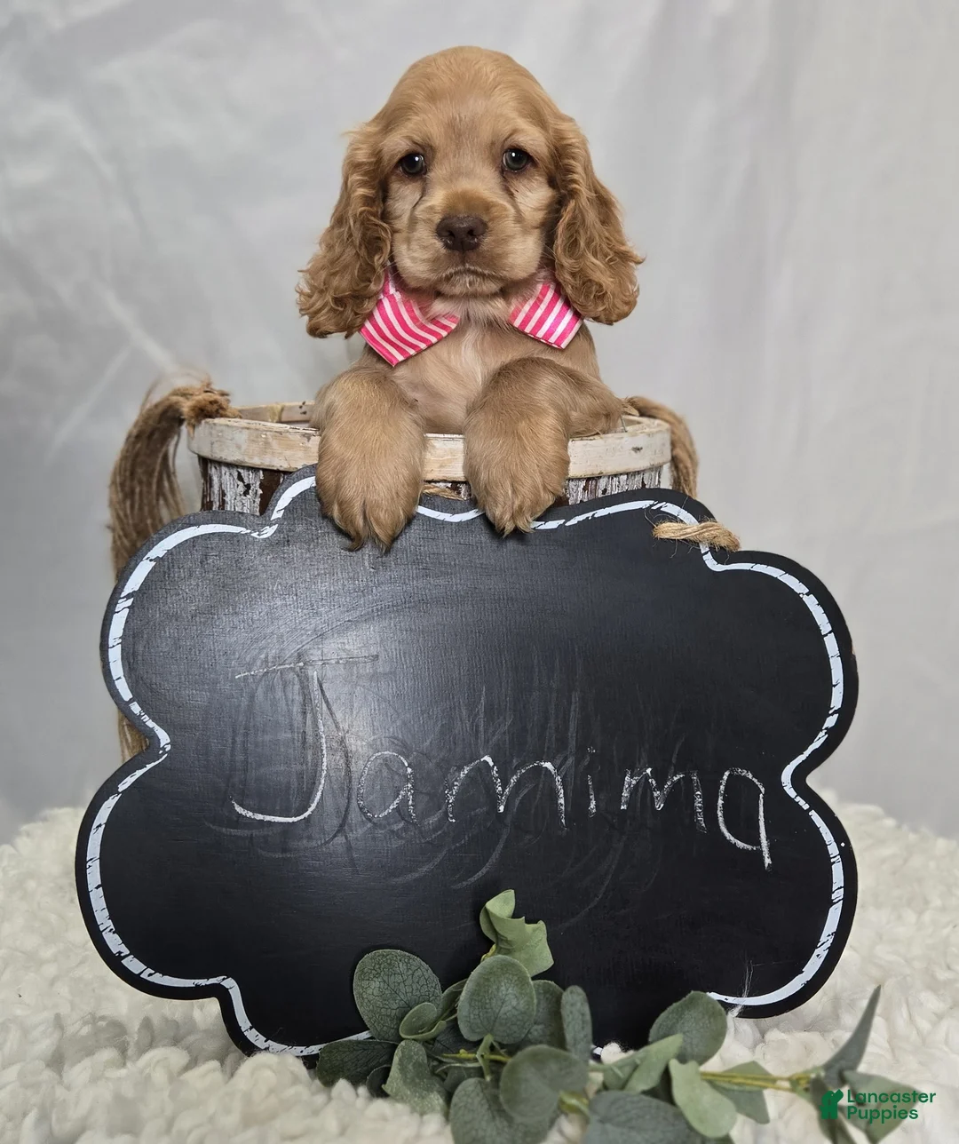 Cocker Spaniel dogs for sale: Jamima - Ad 5