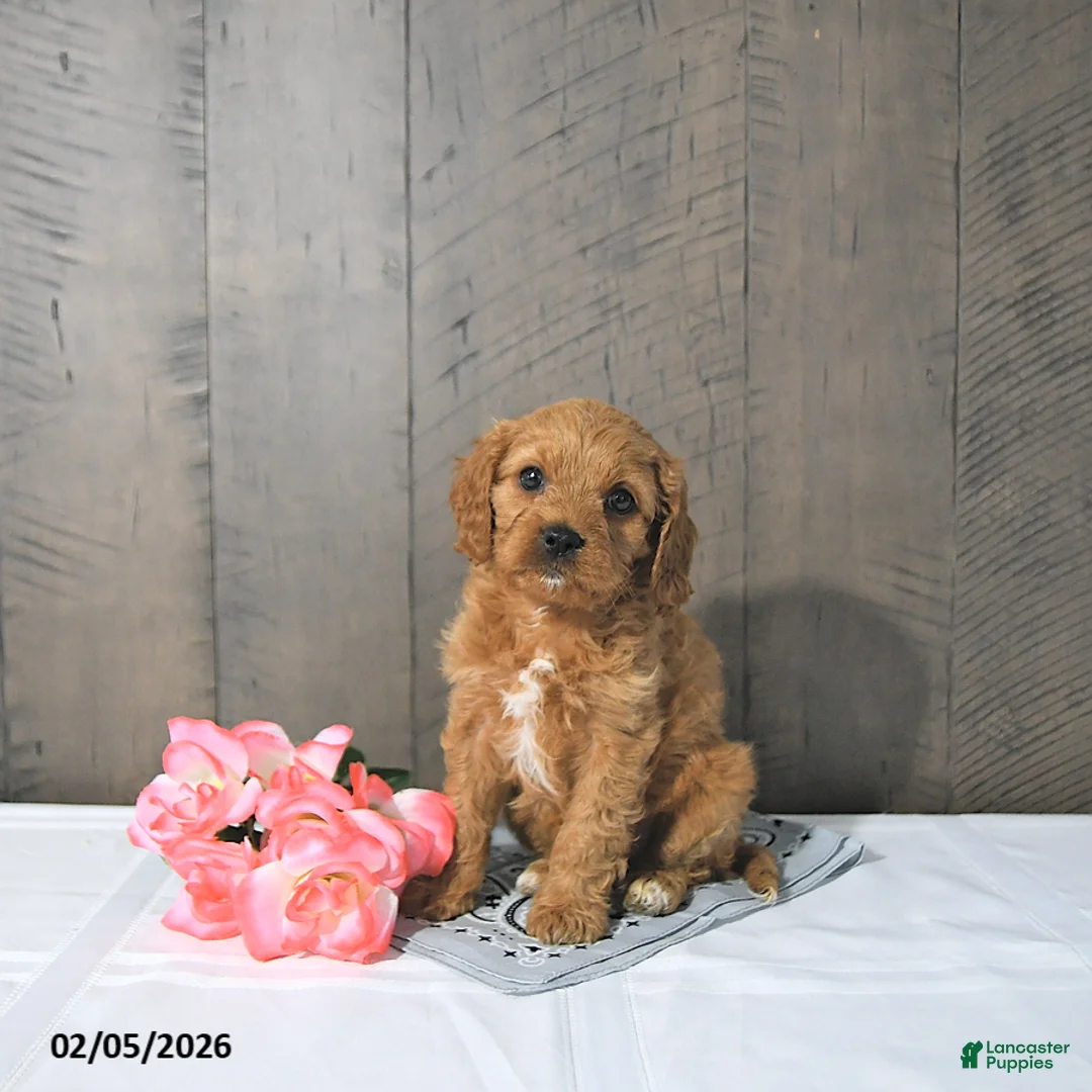 Cavapoo dogs for sale: Fae - Ad 5