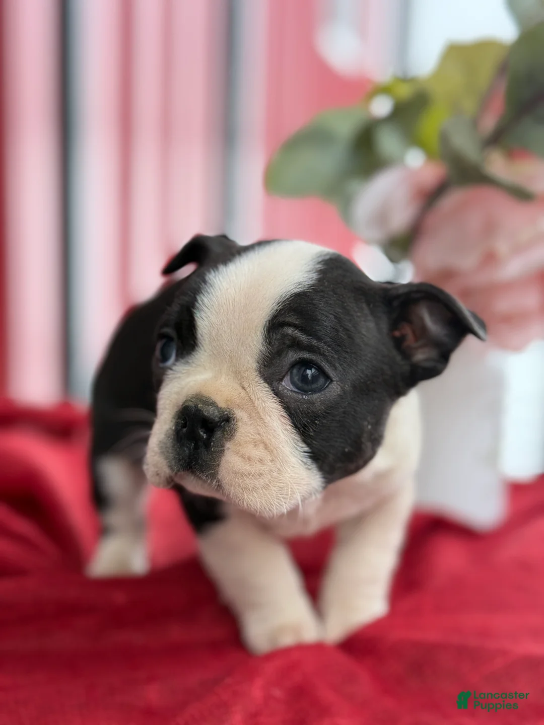 Boston Terrier dogs for sale: Titus - Ad 10