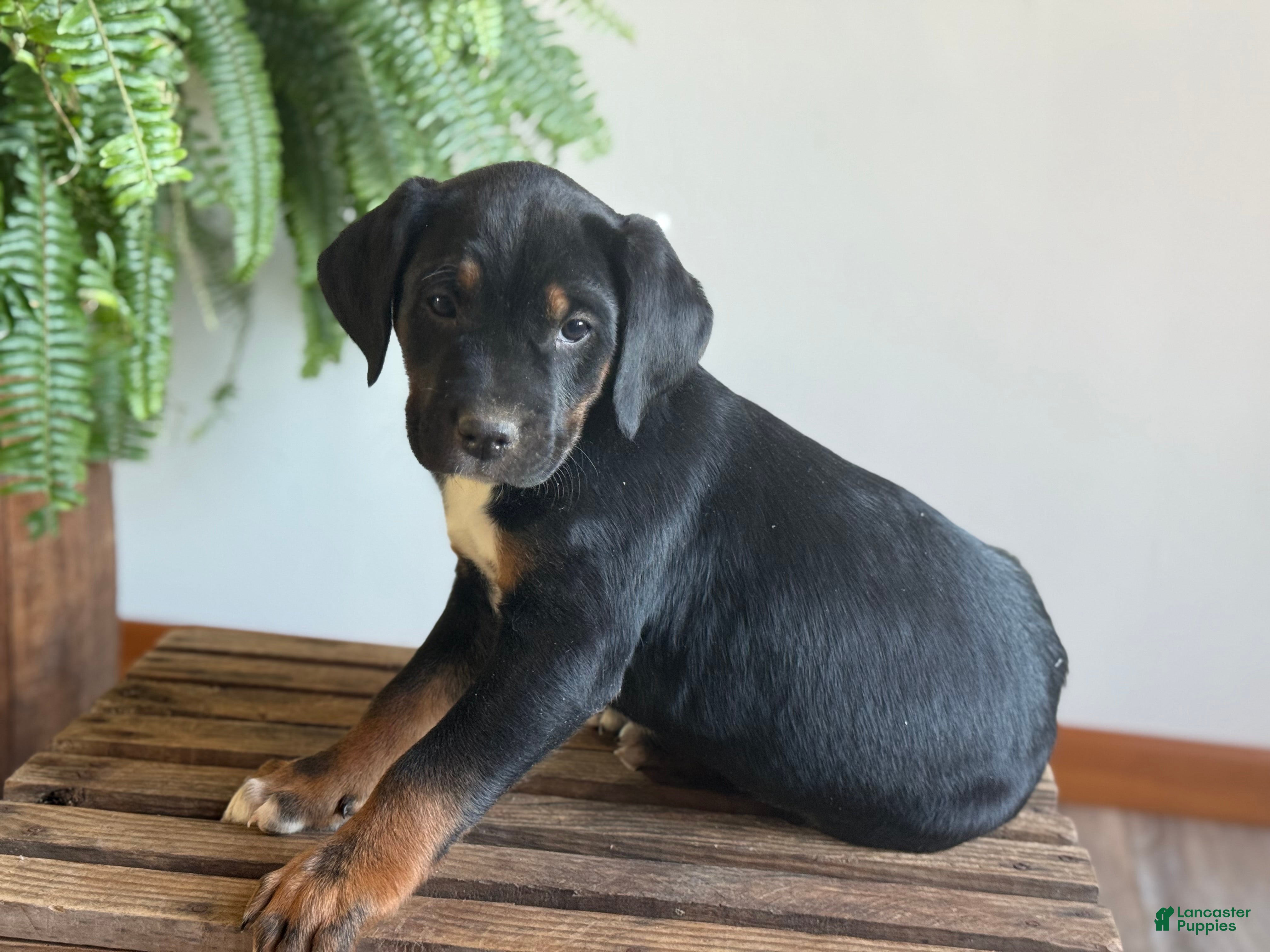 Mixed Breed dogs Baxter - Ad 2