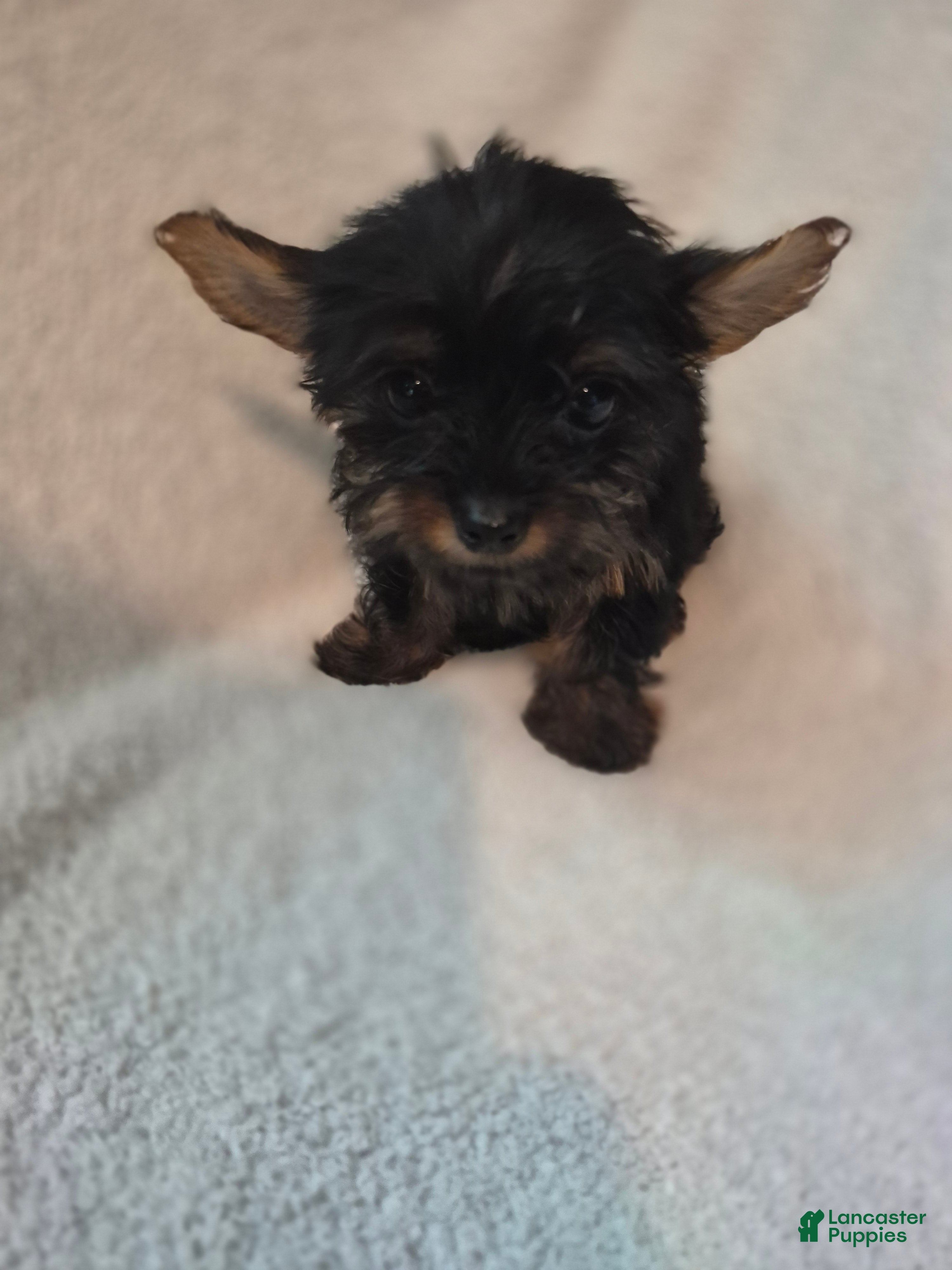 Shorkie dogs Roman  - Ad 2
