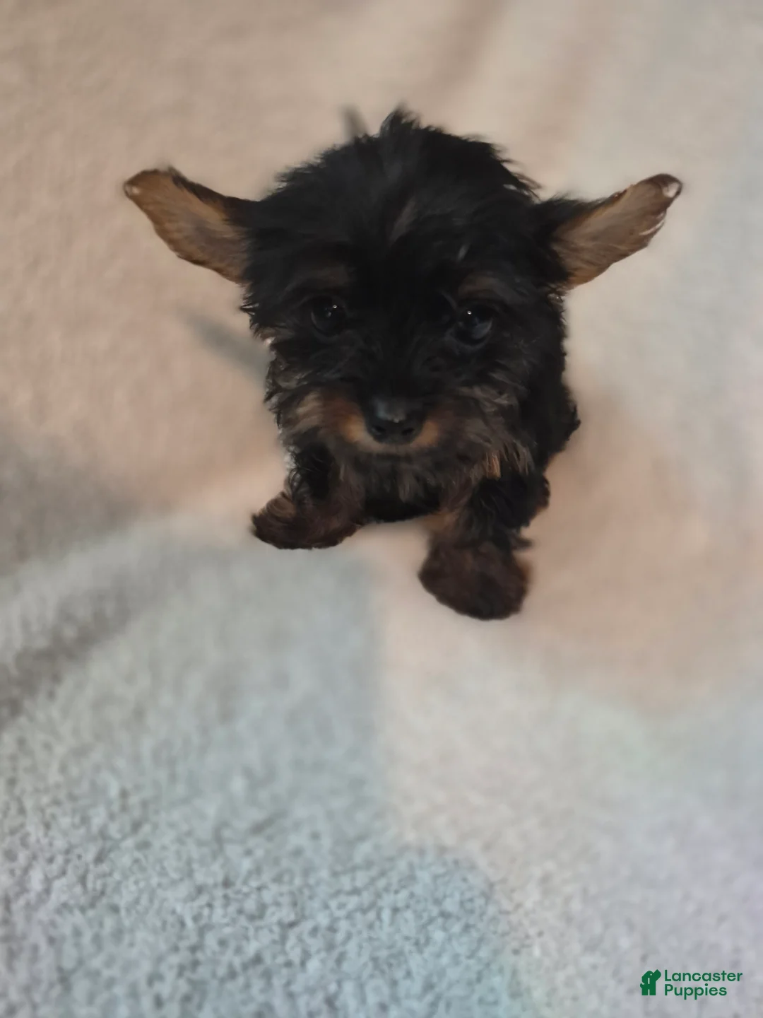 Shorkie dogs for sale: Roman  - Ad 2